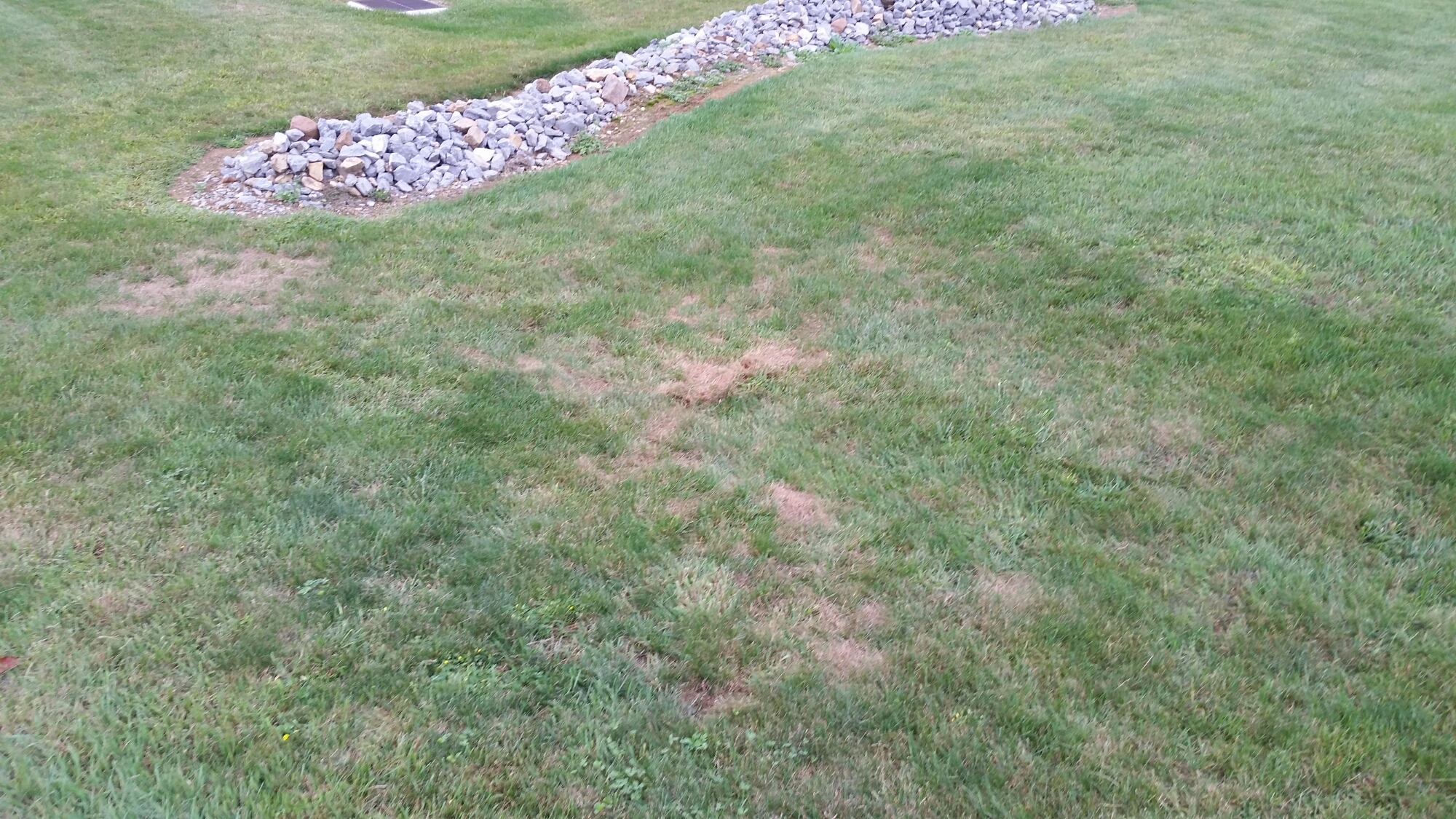 Grass with brown spots caused by grubs